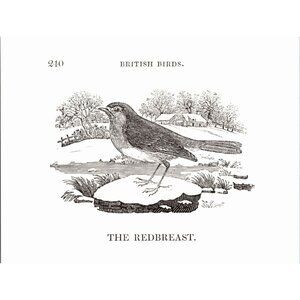 8.5x11 - Vintage Bird Avian Nature Plate/Print - European Robin